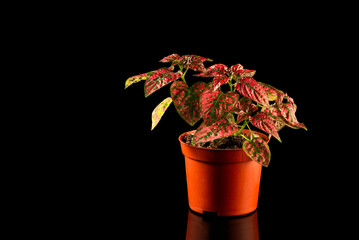 Red Polka Dot plant in the flower pot isolated on a black background. - 748962797