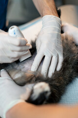 close up in a veterinary clinic veterinarian doctor shaves a cat's tummy to do an ultrasound