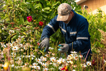 Medium shot of man cutting flowers in middle of garden. Gardening Concept