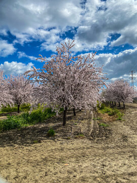 Almendro en flor