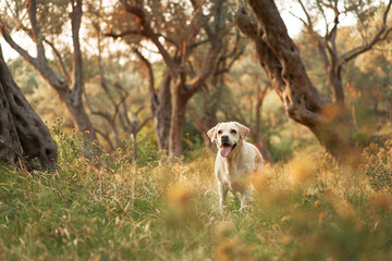 A joyful Labrador Retriever dog stands in a sunlit olive grove, the golden light enhancing its friendly demeanor