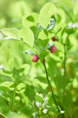 Blueberry flowers (Vaccínium myrtíllus) in spring forest
