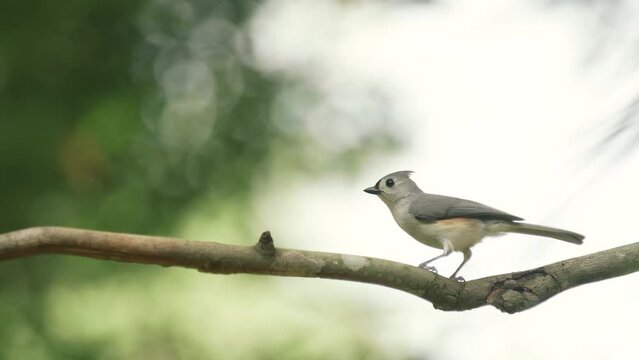 Tufted titmouse bird isolated on a branch
