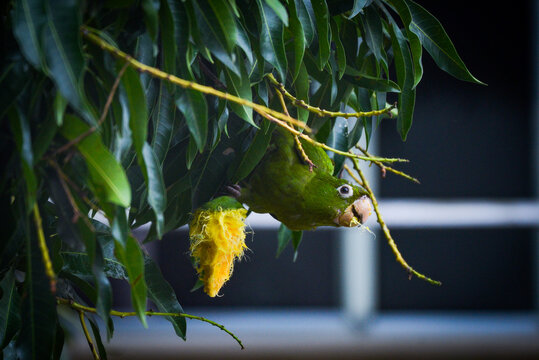 A white-eyed parakeet (Psittacara leucophthalmus) eating a mango in an urban residential area of Rio de Janeiro, Brazil.