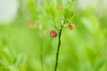 Blueberry flowers (Vaccínium myrtíllus) in spring forest
