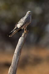 Fototapeta premium Montagu's harrier perched on a wooden log at Bhigwan bird sanctuary, India