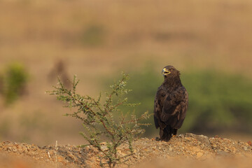Steppe eagle perched on ground at Bhigwan bird sanctuary, Maharashtra, India