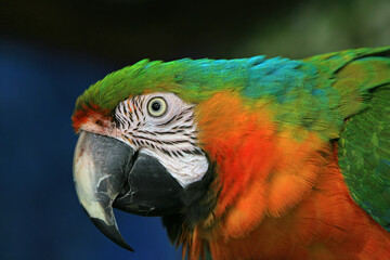 beautiful macaw parrot with colorful feathers