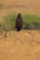 Steppe eagle perched on ground at Bhigwan bird sanctuary, Maharashtra, India