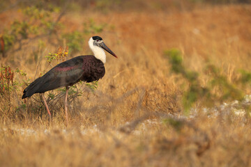 Portrait of a Woolly-necked stork at Bhigwan bird sanctuary, Maharashtra