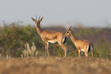 A pair of Indian gazelle in its habitat at Bhigwan grassland, India