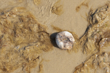Empty shell of Sea Potato surrounded by seaweed on the beach