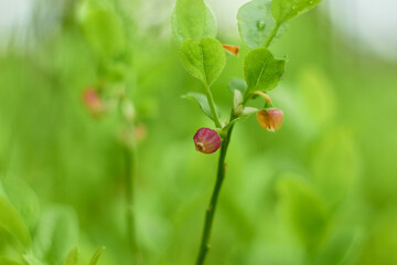 Blueberry flowers (Vaccínium myrtíllus) in spring forest
