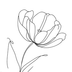 Tulip single line vector drawing, minimalistic black linear sketch isolated on white background - obrazy, fototapety, plakaty