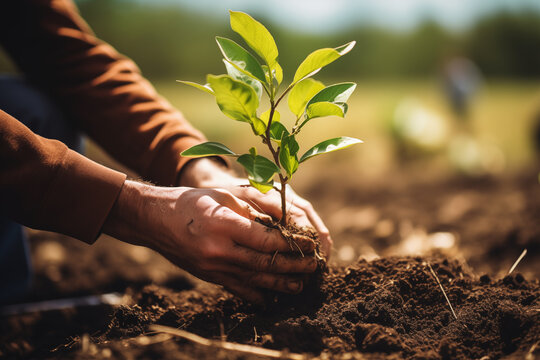 Close up of person planting a new tree in the soil in reforestation effort. Plant new trees for environment and carbon capture. Outdoor volunteering, gardening and growing concept for conservation.