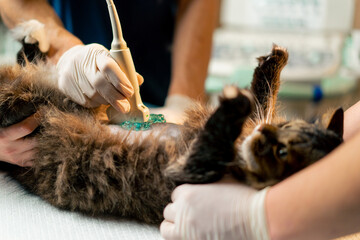 in a veterinary clinic a veterinarian doctor looks at an ultrasound scan of a cat's belly...