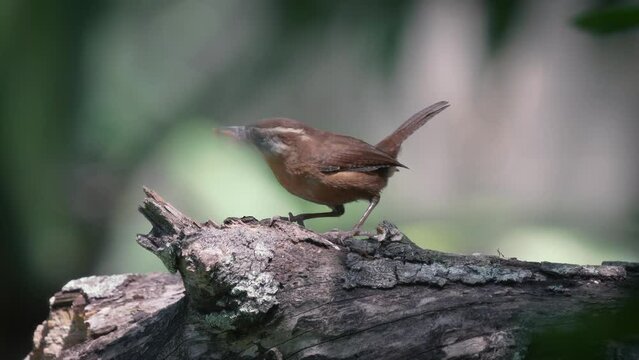Carolina wren bird eats worms out of wood