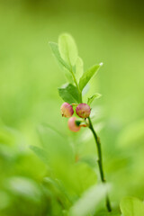Blueberry flowers (Vaccínium myrtíllus) in spring forest
