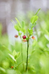 Blueberry flowers (Vaccínium myrtíllus) in spring forest