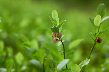 Blueberry flowers (Vaccínium myrtíllus) in spring forest
