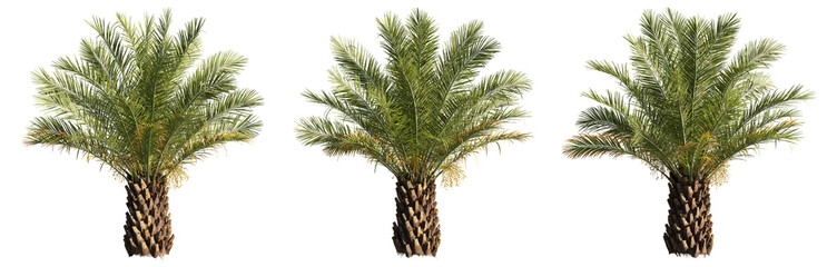set of palm trees, 3D rendering with transparent background