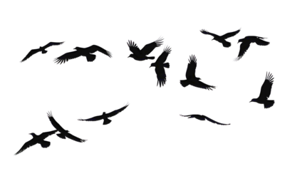 set of silhouettes of birds in the sky isolated on white background. png.