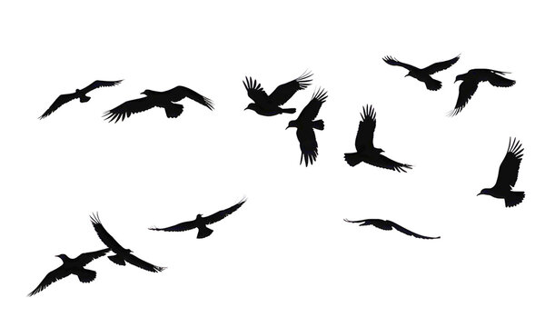set of silhouettes of birds in the sky isolated on white background. png.