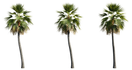 Fototapeta premium set of palm trees, 3D rendering with transparent background
