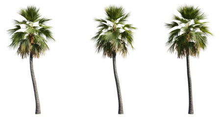 Fotobehang set of palm trees, 3D rendering with transparent background © ANDRIBENKY