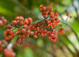 anahaw fruit in the nature