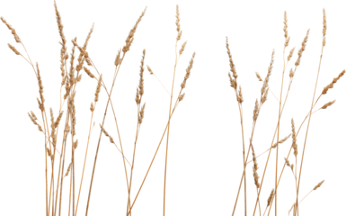 Premium Isolated Real Golden Wheat with intricate details