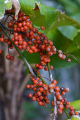 anahaw fruit in the nature
