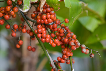 anahaw fruit in the nature