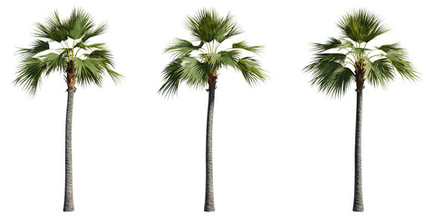 set of palm trees, 3D rendering with transparent background - obrazy, fototapety, plakaty