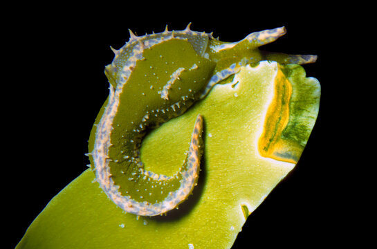 Opistobranch: Oxynoe olivacea