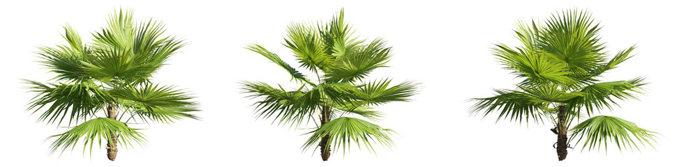set of palm trees, 3D rendering with transparent background