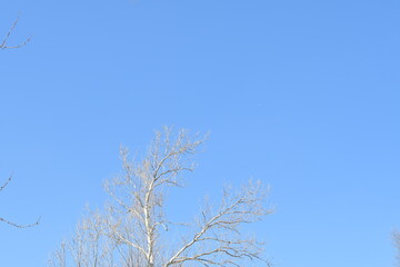 Blue Sky Over a Bare Tree