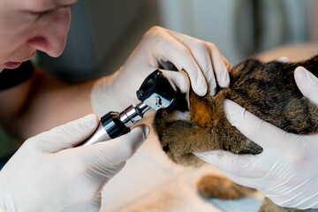 close up in a veterinary clinic veterinarian doctor holds another checking a cat's ear