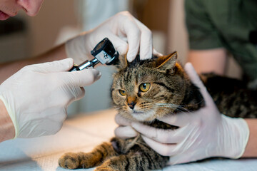 close up in a veterinary clinic veterinarian doctor holds another checking a cat's ear