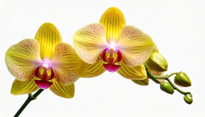 beautiful yellow orchid isolated on a white background