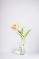 Yellow tulip in glass vase on white background. Still life