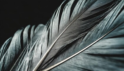 beautiful abstract colorful gray and black feathers on dark background and soft gray feather texture on black pattern and darkness background black feather texture banners