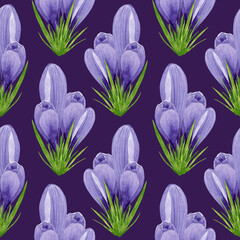 Watercolor spring crocuses seamless pattern, spring flower digital paper on purple background. Hand painted floral illustration. For textile design, packaging, wrapping paper, wallpaper, scrapbooking.
