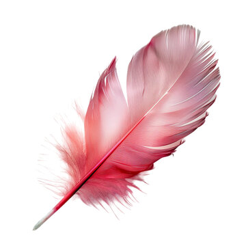 Red bird feather isolated on transparent background.