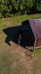 Aerial view of horse and its shadow