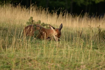 Fotobehang roe deer in the grass  © Johny Luna