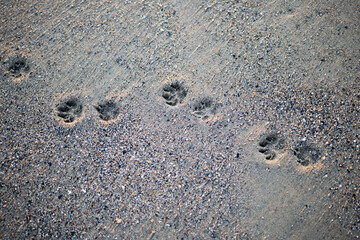 Footprints in the sand, dog tracks on the ground, paw prints, grains of sand