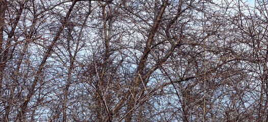 Beautiful birch trees in autumn - 748976129