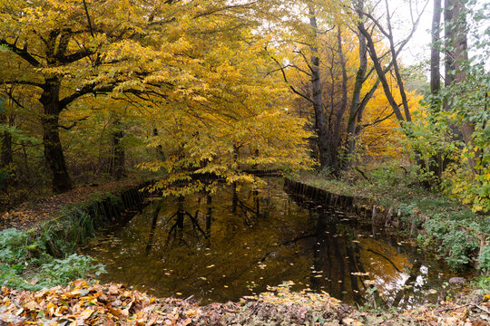 photo of a drinking canal in the autumn forest