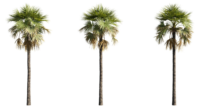 set of palm trees, 3D rendering with transparent background